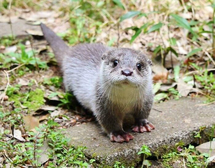 Nutria adorable