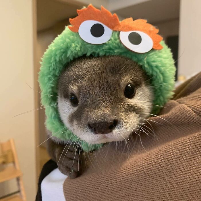 Nutria bebé