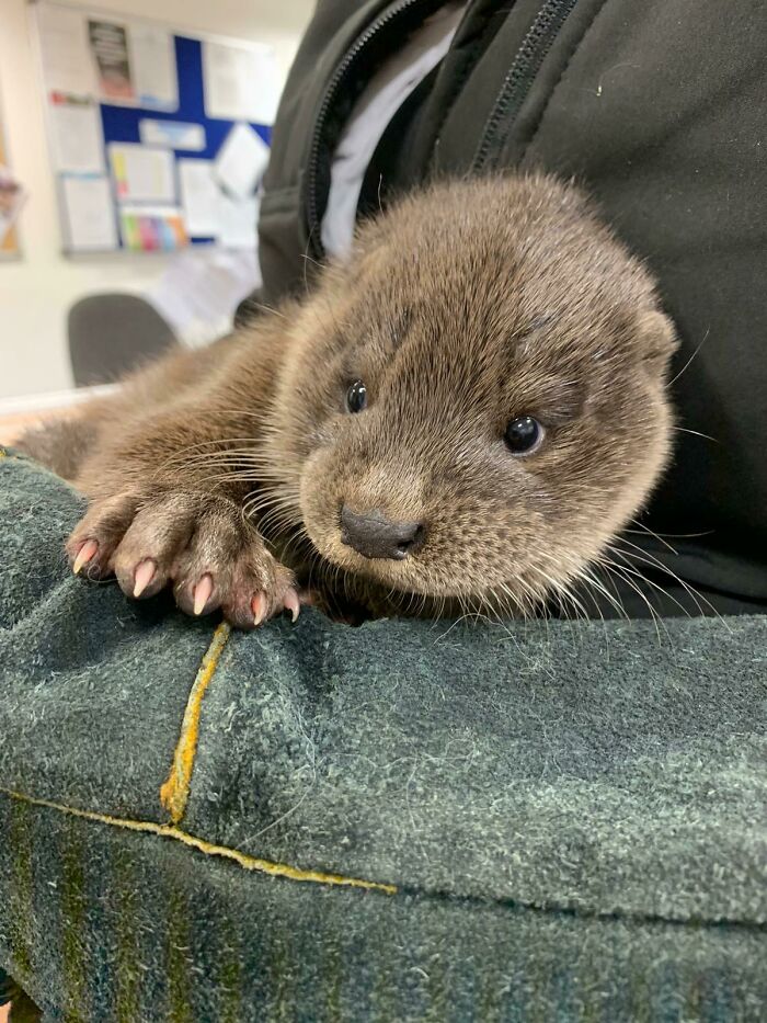 Una linda nutria en un centro de rescate cerca de mí