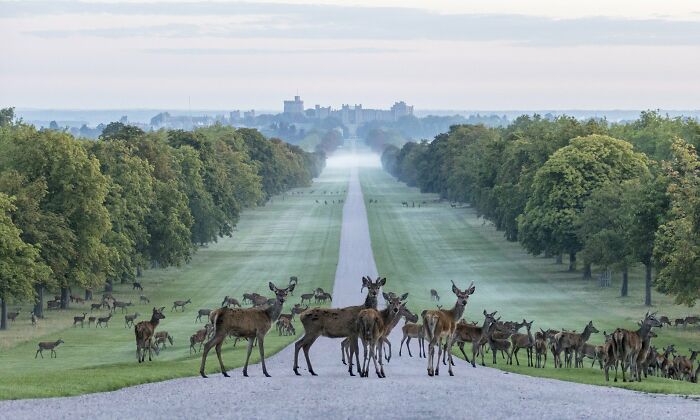Hay una avenida de 2,64 millas flanqueada de castaños y ciervos pastando, y al final se encuentra el castillo de Windsor