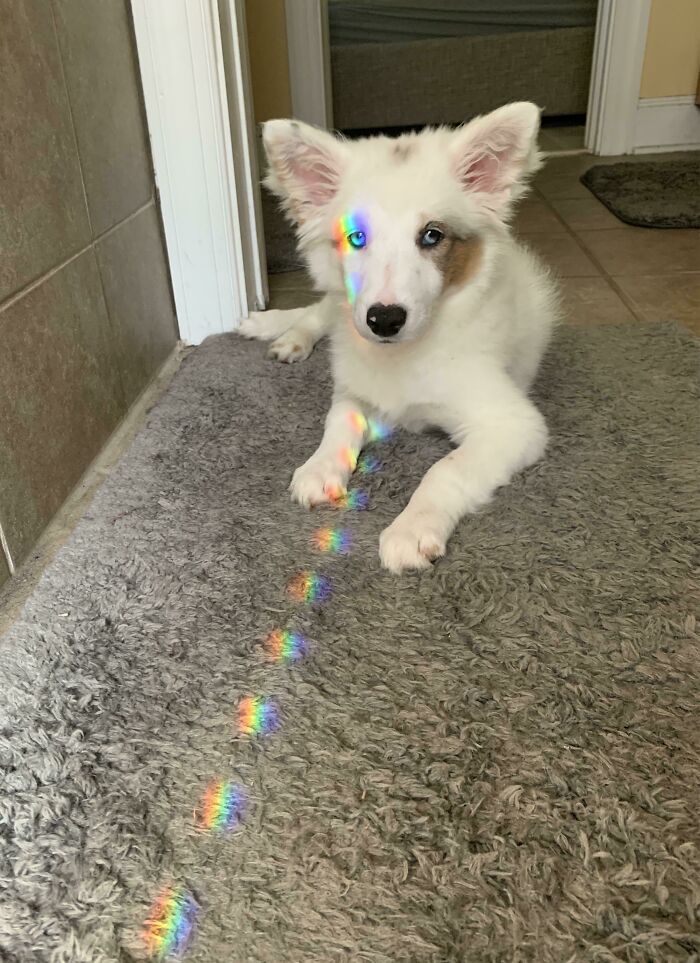 Ayer adopté a esta pequeñaja
