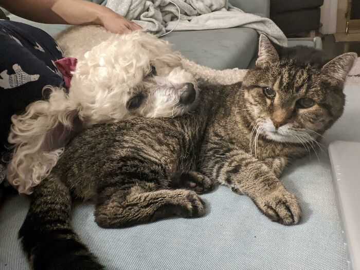Hace poco adopté un perro ciego de 10 años. Cada mañana, él y mi gato sordo de 19 años se acurrucan en el sofá