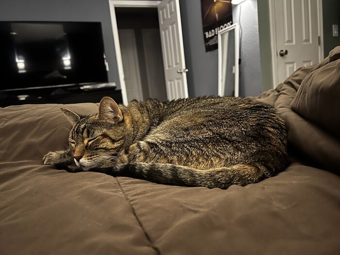 Adopté esta cosita del refugio de animales hace unas semanas. Aunque tiene 12 años, es la gata más cariñosa y gentil que he conocido. ¡Conoced a Meatball!
