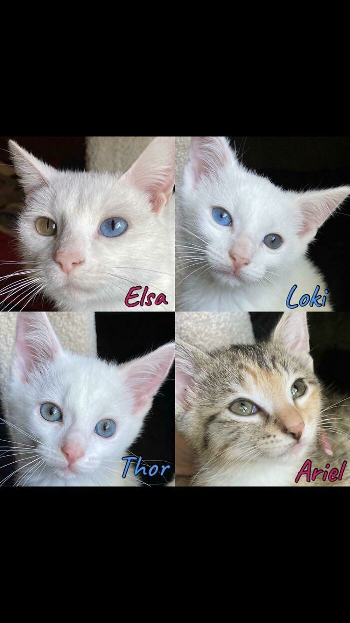 Adoptamos una familia entera: Mamá y sus tres hijos. Se suponía que sólo iban a ser acogidos... ¡Merece la pena!