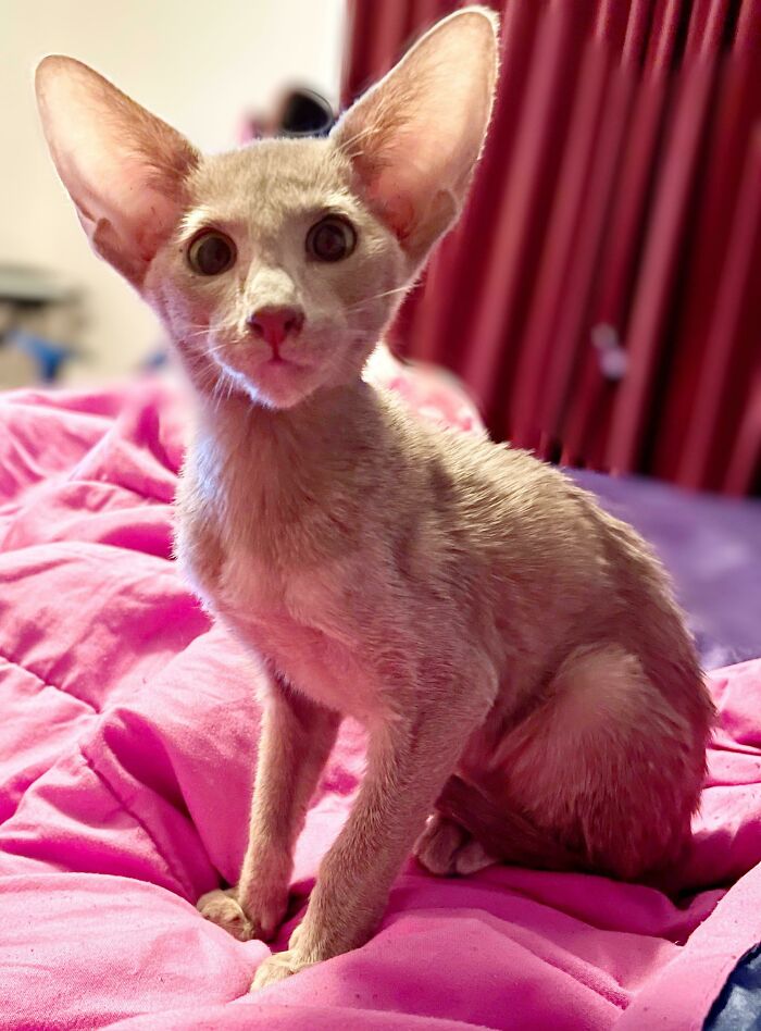 Kali no vio venir la adopción, pero definitivamente la escuchó