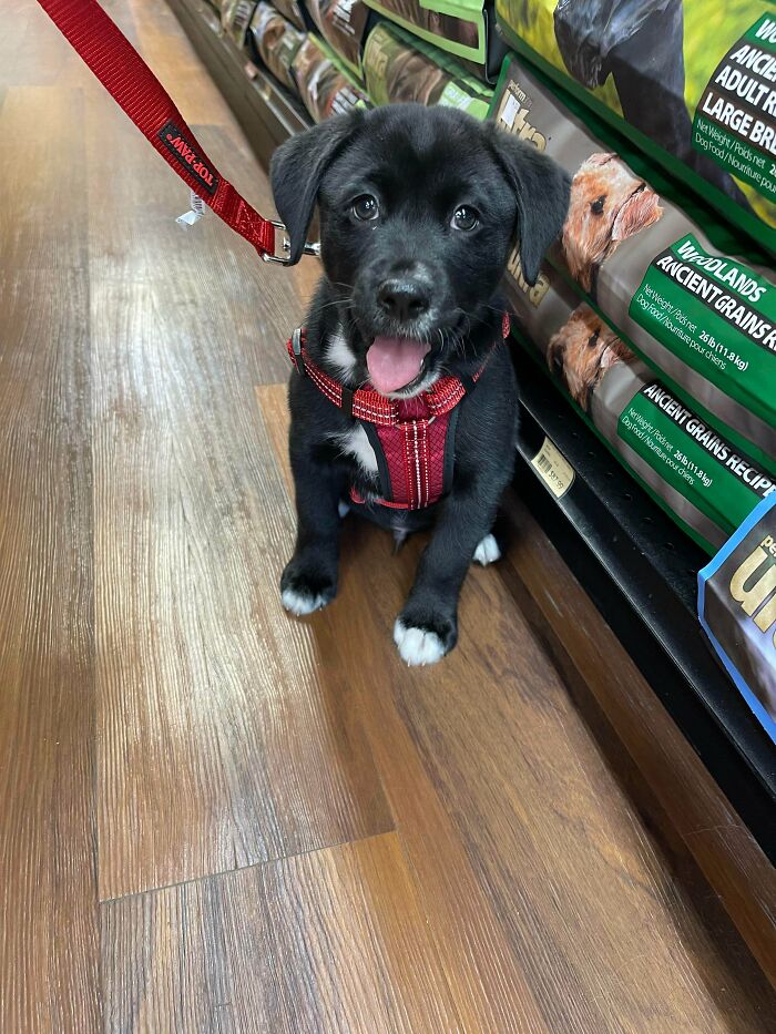 Hola, mi nombre es Walsh, pero puedes llamarme Wally. Soy una mezcla de Beagle y Husky de 8 semanas, y mis padres me adoptaron y me trajeron a casa ayer