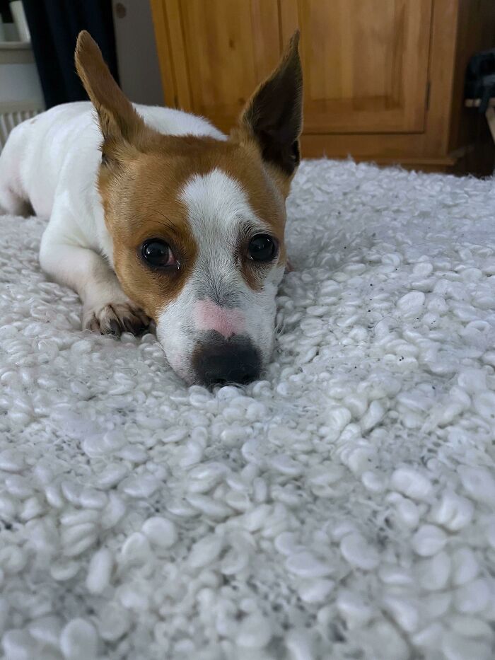 Ayer adoptamos a esta pequeña belleza - ¡Conoced a Lily!