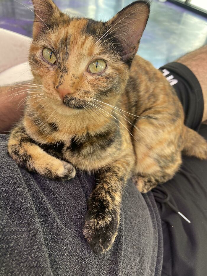 Me ha adoptado un gato, ¿qué hacer ahora? Pide que la acaricien sin parar