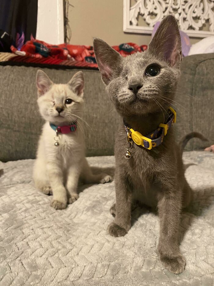 ¿Buenos nombres que queden bien con Seraphina? Adopté estos bebés de mi trabajo y el de la izquierda es Seraphina. El de la derecha aún no tiene nombre