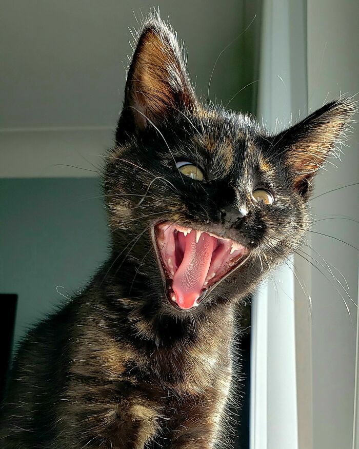 Acogí a esta niña y tuve que adoptarla. Os presento a Schlogg