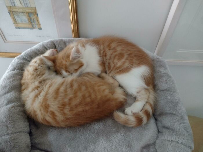 Fuimos a adoptar un gatito y volvimos a casa con dos. Tan felices que no los separamos