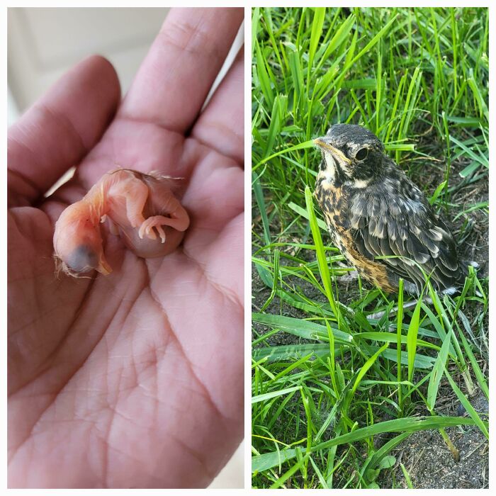 Hace dos semanas, rescaté una cría de petirrojo que se había caído del nido. Ayer dejó el nido para siempre