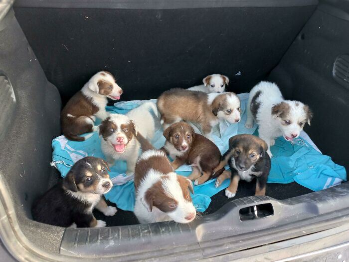 Un maletero lleno de cachorros (Misión de rescate)