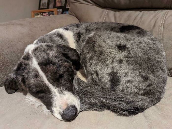 Ver a mi perro de rescate, antes abandonado, durmiendo tranquilamente me emociona