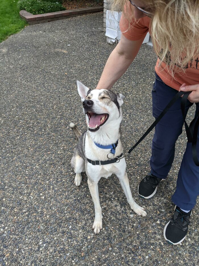 Adopté a un cachorro de rescate durante el fin de semana. ¡Conoced a Sophie!