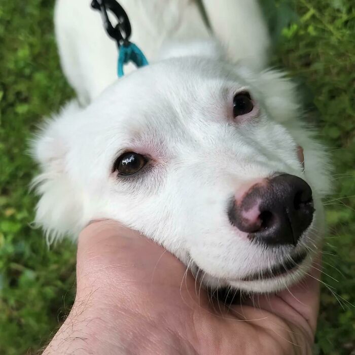 Hoy adoptamos a este dulce bebé de la Sociedad Humanitaria. Conozcan todos a Zhaan