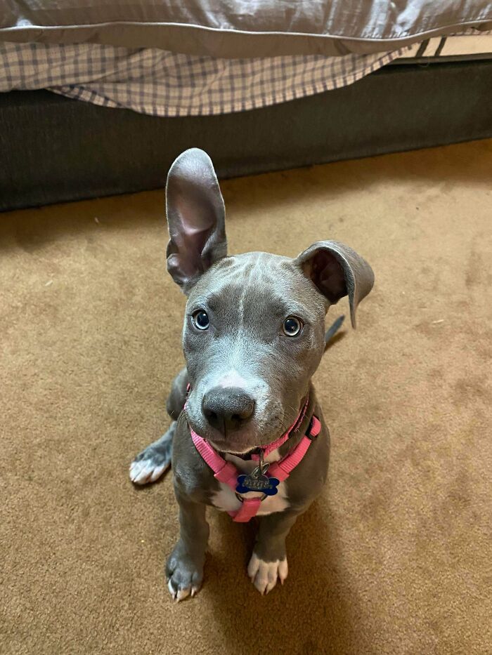 Nuestra recién adoptada Pittie Pebbles. A su oreja derecha no le gusta quedarse en su sitio
