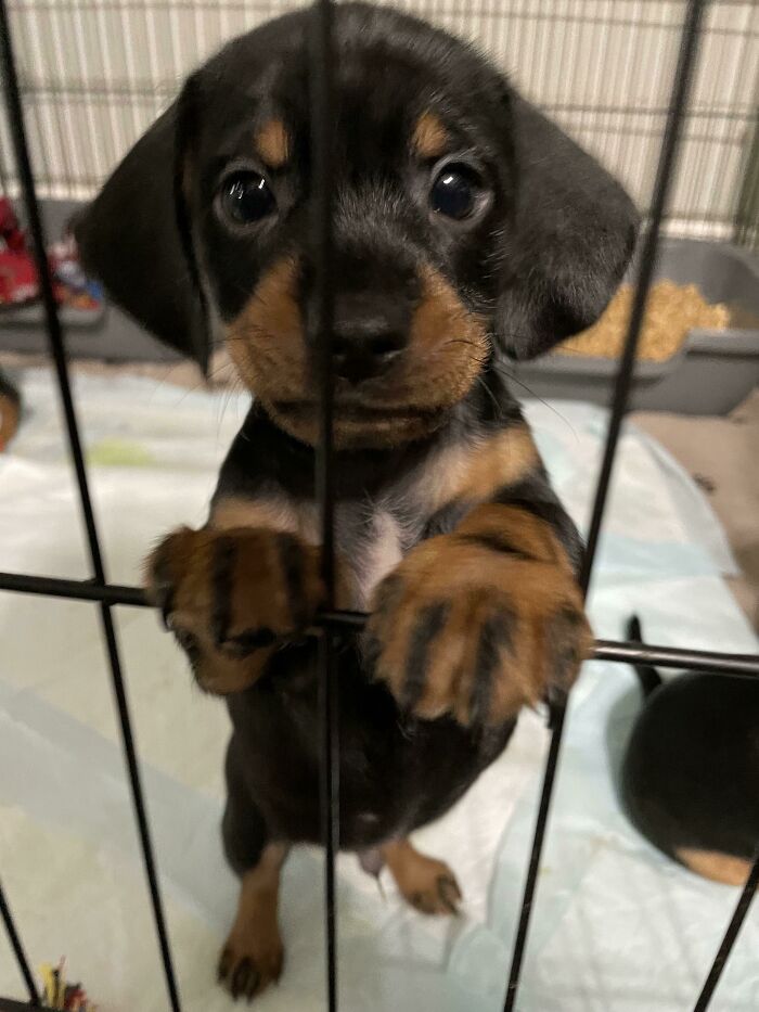 ¡Adivina quién acaba de ser adoptado por la familia de mi hermana! ¡Bienvenido a la familia Maverick!