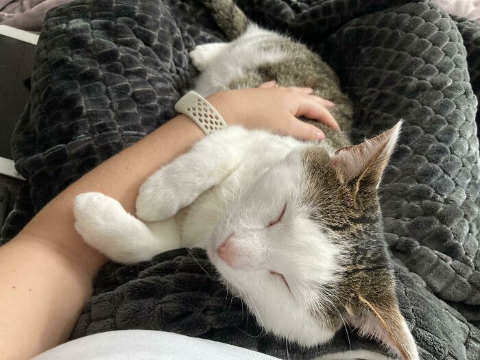 Nuestro chico adoptado Felix