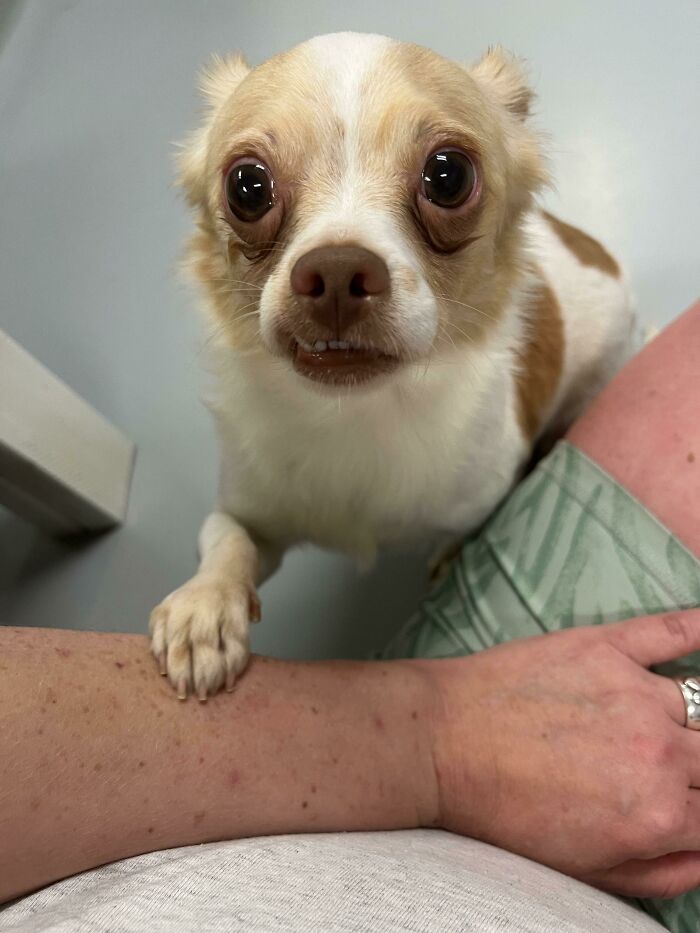 Acabamos de adoptar a este pequeño de nuestro refugio local