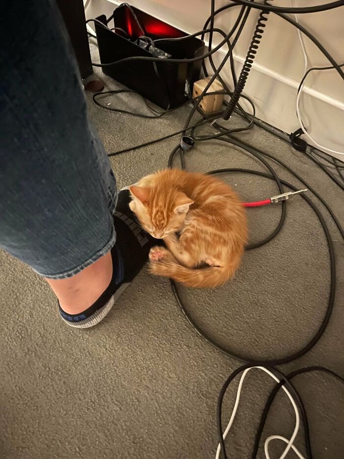 Adopté a mi primer gatito