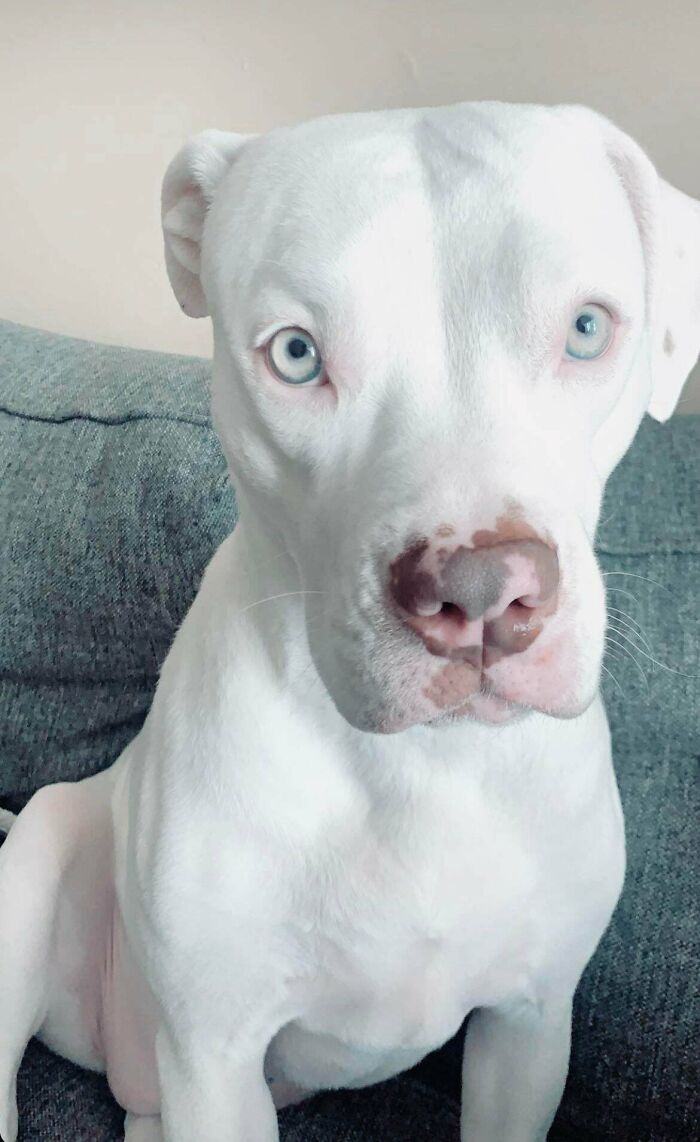 ¡Mi brillante cachorro de rescate, Mia!