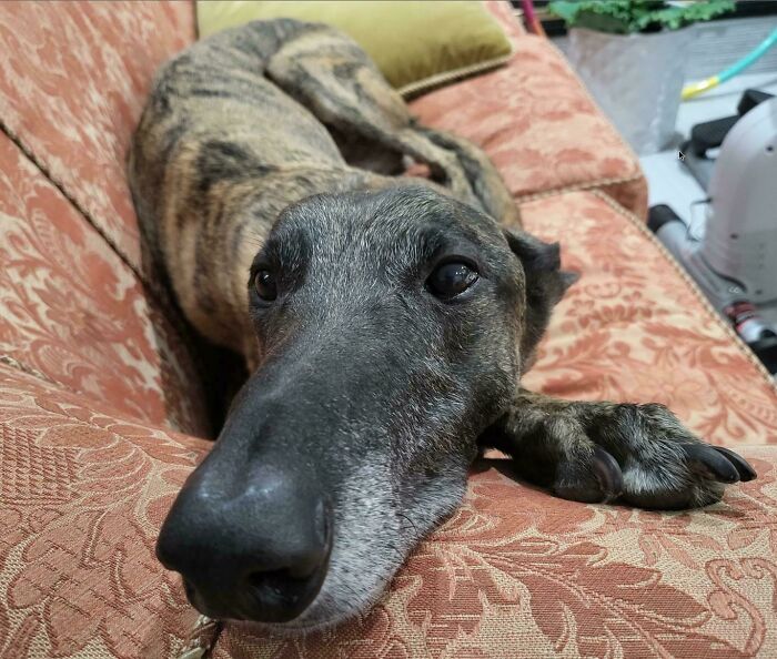 El perro es el más grande de todos los galgos, se está haciendo viejo y estoy triste por ello. Tiene alrededor de 10 años y tiene una lesión en la columna vertebral, dientes desgastados y un tendón de la ingle dolorido por sus abusadores antes de que lo rescatáramos. Enviadle todos buenas vibraciones, realmente las necesita