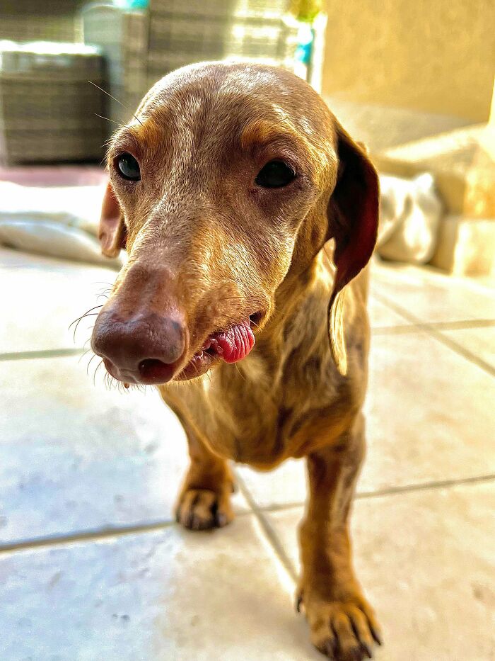 Adopté a este pequeño rescate esta semana. Tenía una enfermedad de las encías no tratada por lo que la mayoría de sus dientes han sido extraídos, dio a luz a un cachorro muerto, tiene infecciones del oído y muy poca masa muscular