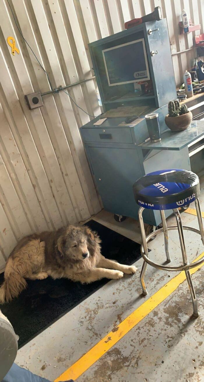 Este perro callejero pasó el fin de semana en el patio y luego se metió en mi lugar. Ahora es mío