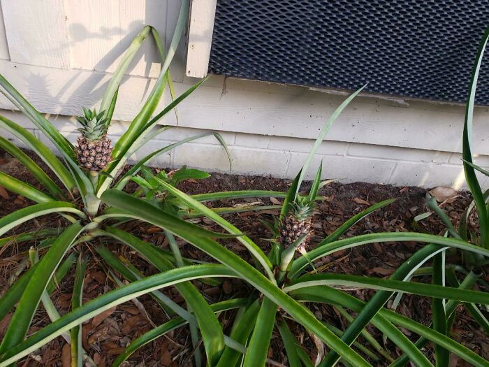 La persona que vivió en mi apartamento antes que yo plantó piñas