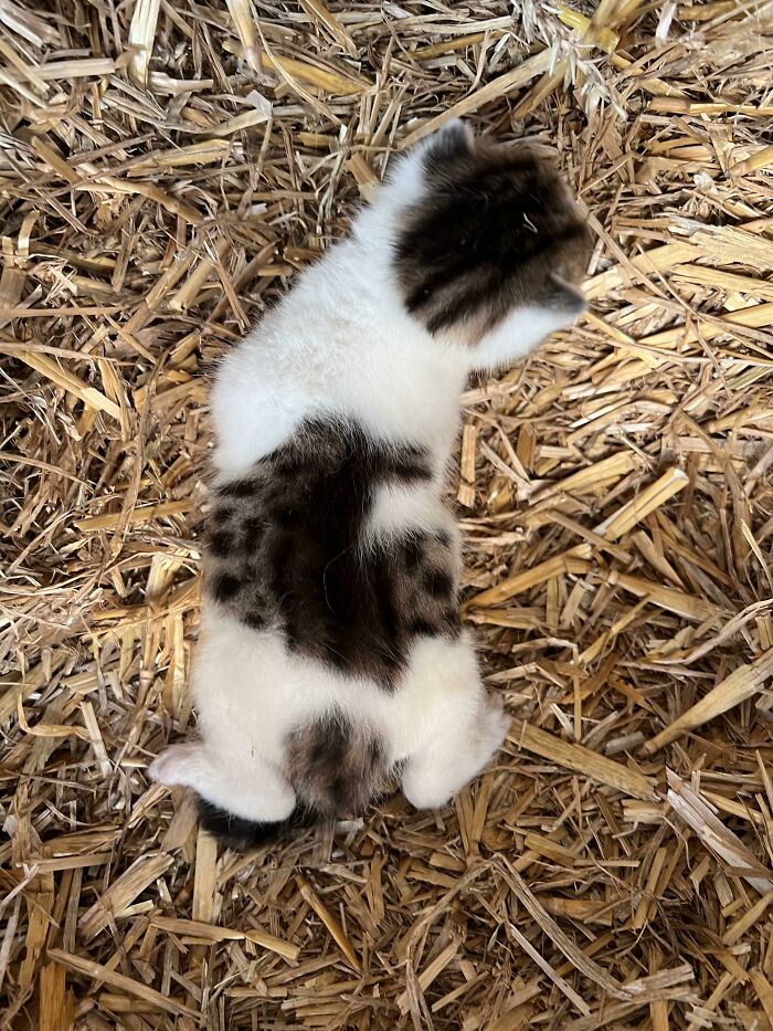 Uno de los gatitos de nuestra granja tiene tanto rayas como manchas