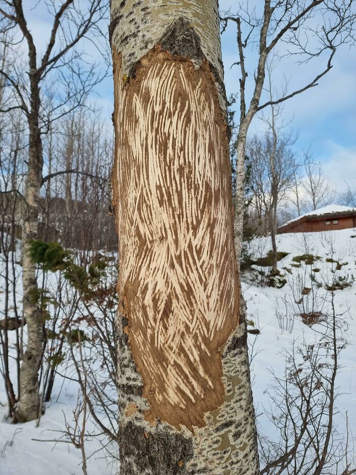 Este es el resultado de un alce que raspó sus cuernos contra un árbol durante la temporada de muda