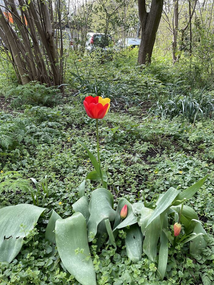 Hoy, encontré un tulipán de dos colores