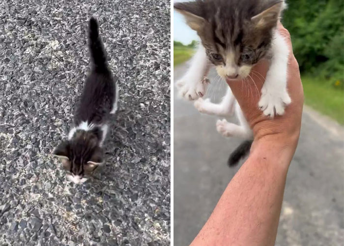 Este hombre fue “emboscado” por gatitos al detenerse para rescatar a uno de ellos