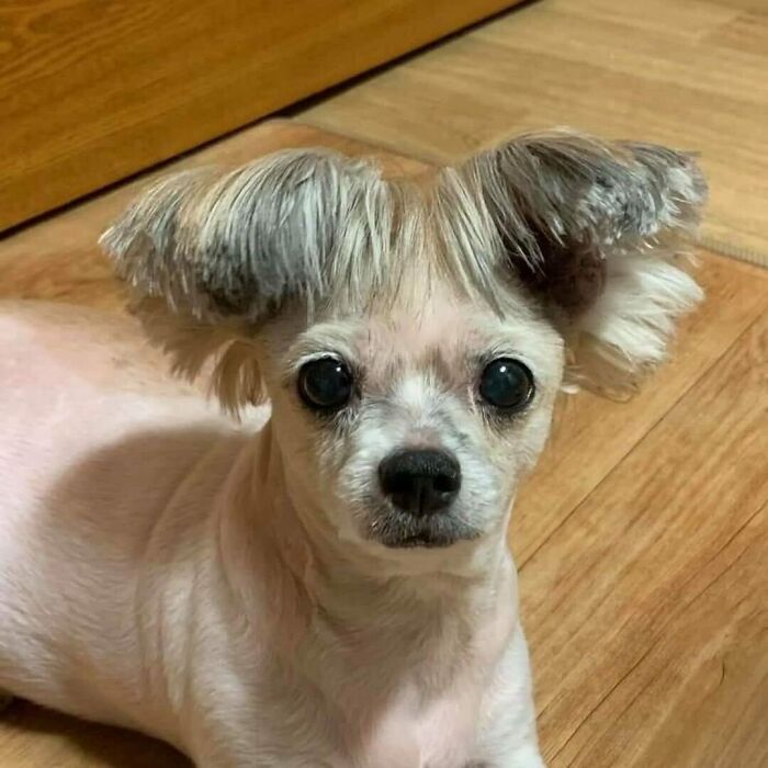 50 Times People Spotted Such Tragic Hairdo Accidents, They Just Had To Share Them In This Online Group