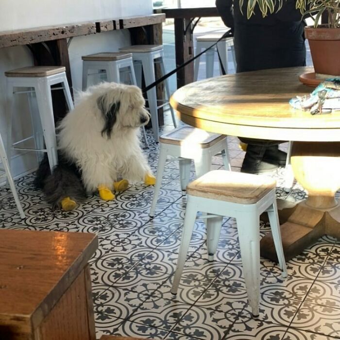 35 Funny And Adorable Dogs That Were Sneakily Photographed And Ended On Up On ‘Dogs Poorly Photographed’ IG Page