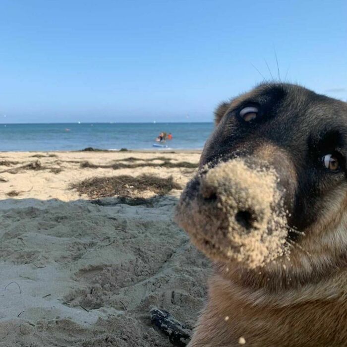 35 Funny And Adorable Dogs That Were Sneakily Photographed And Ended On Up On ‘Dogs Poorly Photographed’ IG Page