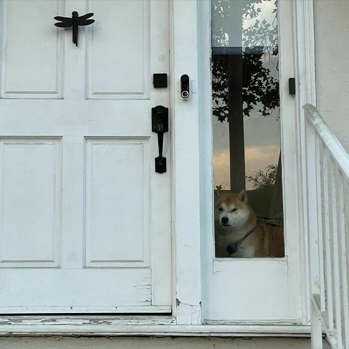 35 Funny And Adorable Dogs That Were Sneakily Photographed And Ended On Up On ‘Dogs Poorly Photographed’ IG Page