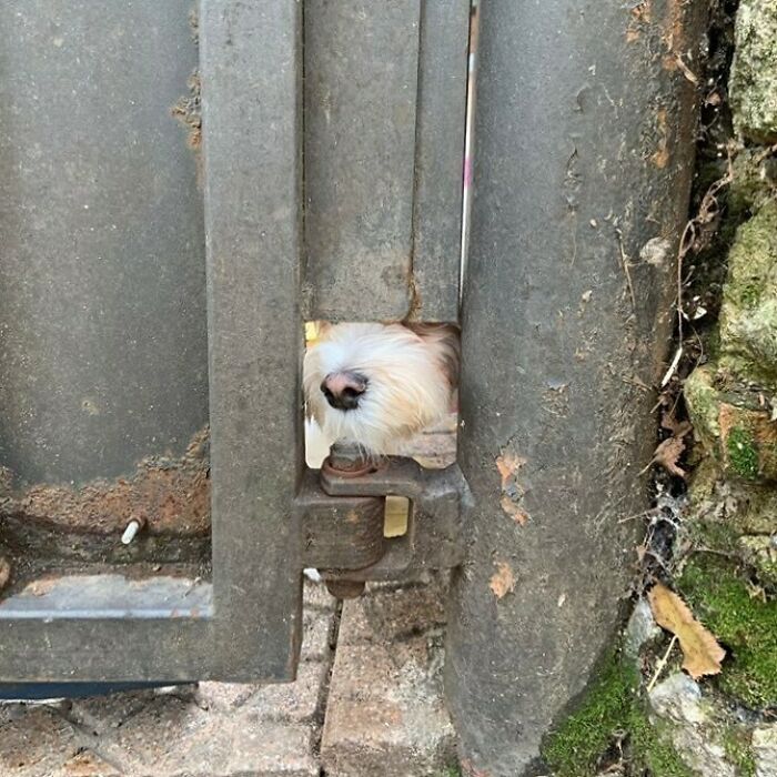 35 Funny And Adorable Dogs That Were Sneakily Photographed And Ended On Up On ‘Dogs Poorly Photographed’ IG Page