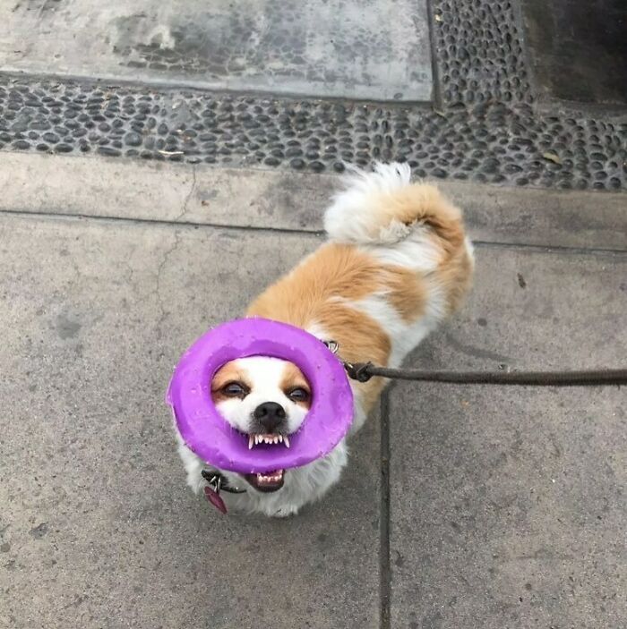 35 Funny And Adorable Dogs That Were Sneakily Photographed And Ended On Up On ‘Dogs Poorly Photographed’ IG Page