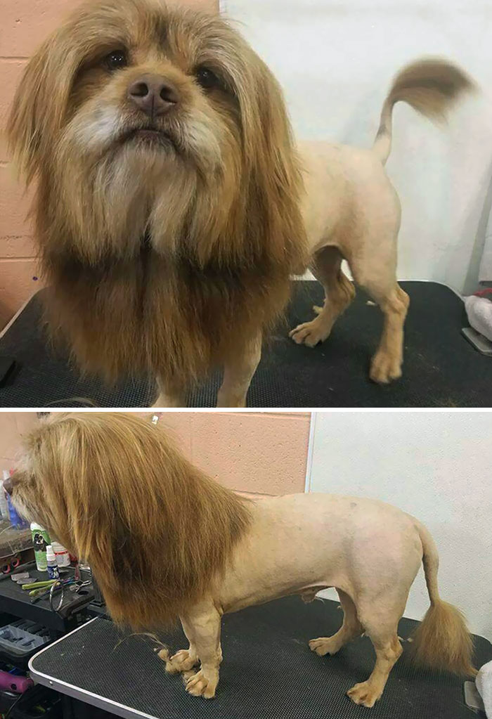 Pidieron un corte de león y lo consiguieron