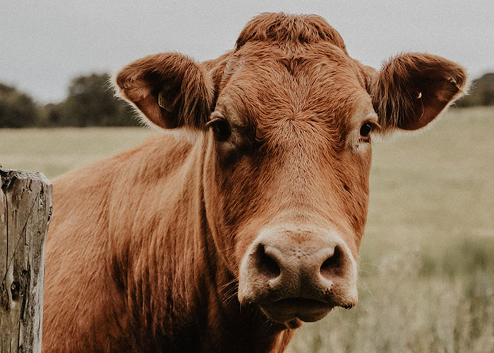 40 Animales que no reciben el reconocimiento que merecen, según este hilo informativo online