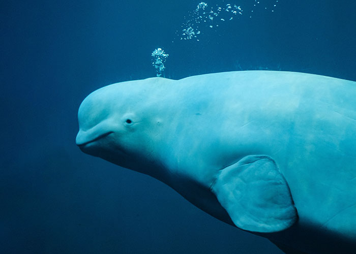 40 Animales que no reciben el reconocimiento que merecen, según este hilo informativo online