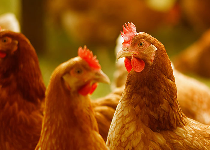 40 Animales que no reciben el reconocimiento que merecen, según este hilo informativo online