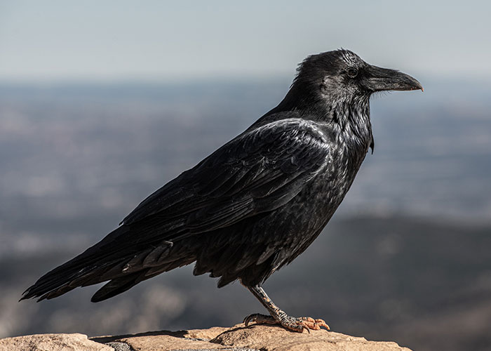 40 Animales que no reciben el reconocimiento que merecen, según este hilo informativo online