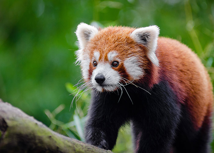 40 Animales que no reciben el reconocimiento que merecen, según este hilo informativo online