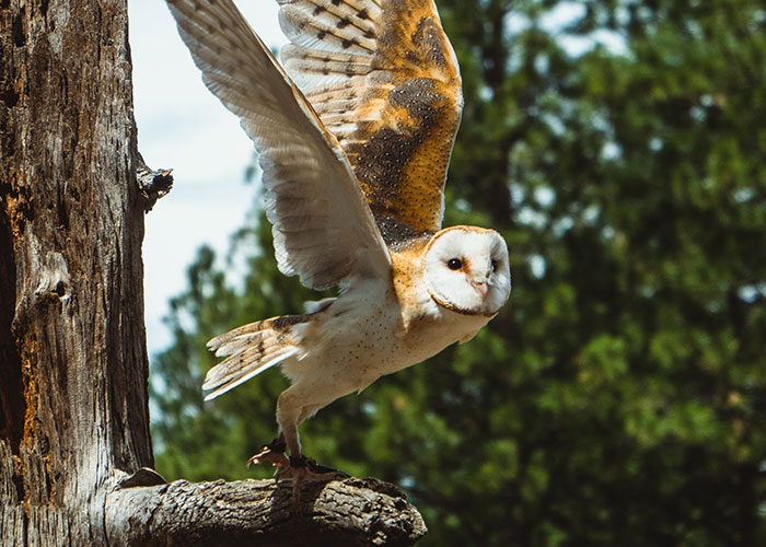 40 Animales que no reciben el reconocimiento que merecen, según este hilo informativo online