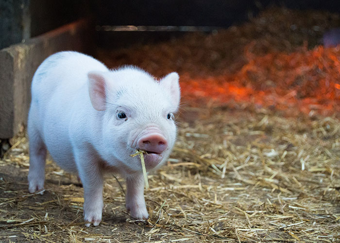 40 Animales que no reciben el reconocimiento que merecen, según este hilo informativo online