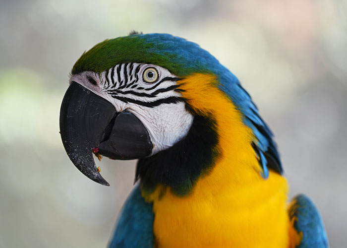 40 Animales que no reciben el reconocimiento que merecen, según este hilo informativo online