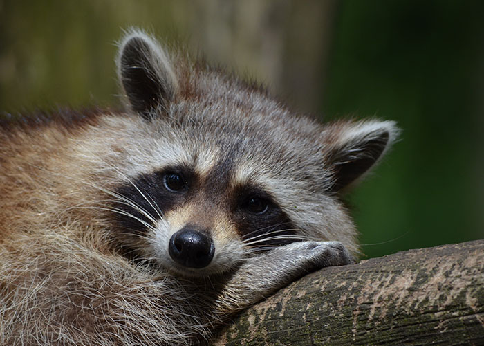 40 Animales que no reciben el reconocimiento que merecen, según este hilo informativo online
